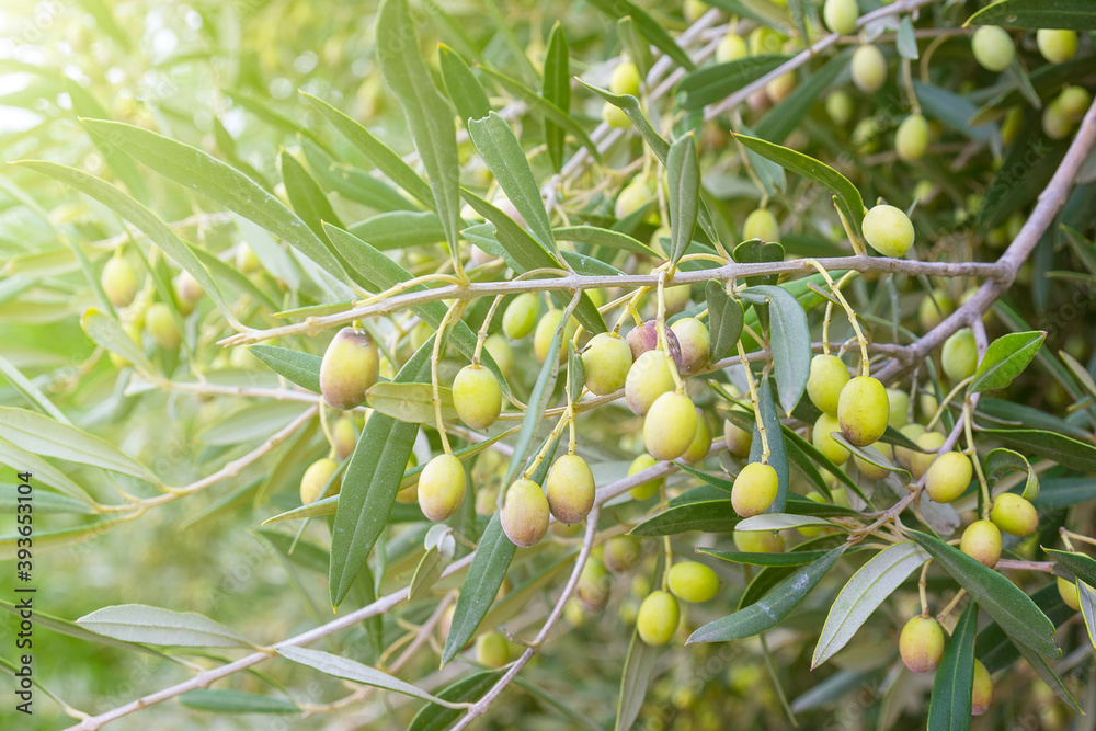 Natural background of olive branches with green olives. Natural background of olive branches with green olives.