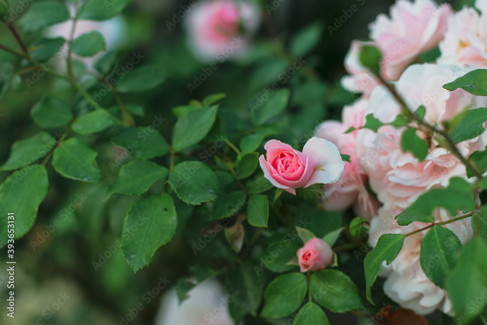 Rose bushes with flower buds Rose bushes with flower buds