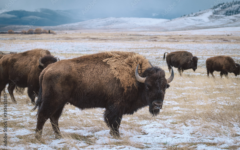 bull bison in the snow