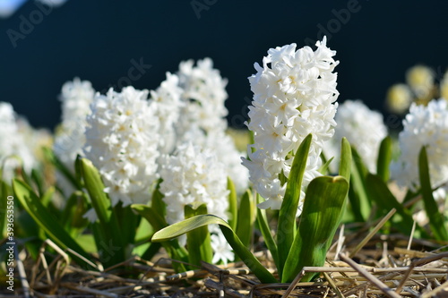 white hyacinth flowers in spring flowers
