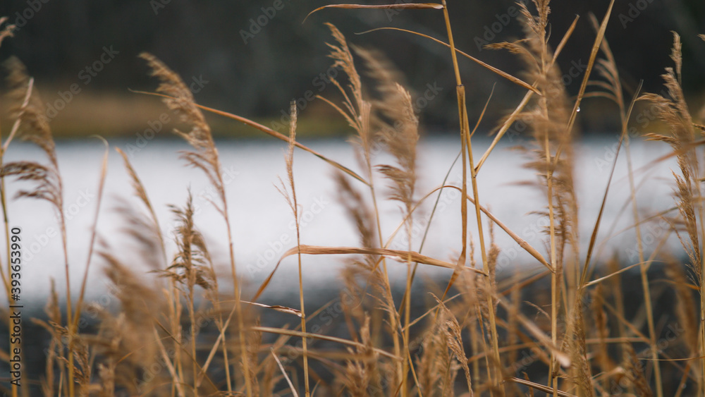 Fototapeta premium Almasa, Sweden - November 15 2020: Golden ears of grass in the wind blowing against the background of the lake