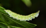 Tawny Emperor caterpillar (Asterocampa clyton) rearing up its head on a leaf at night in Houston, TX.