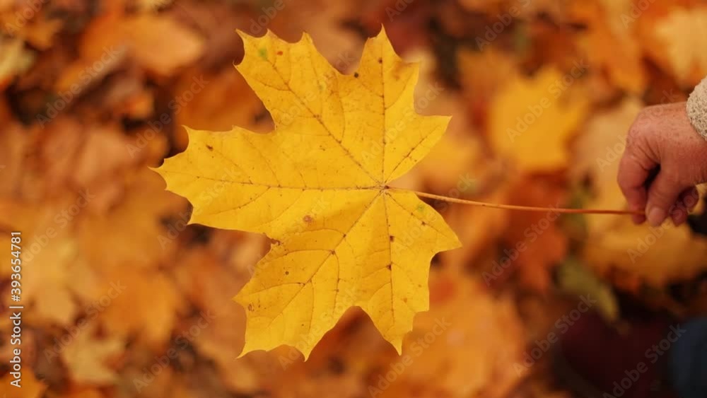 Female hand holding yellow maple leaf in autumn forest Female hand holding yellow maple leaf in autumn forest