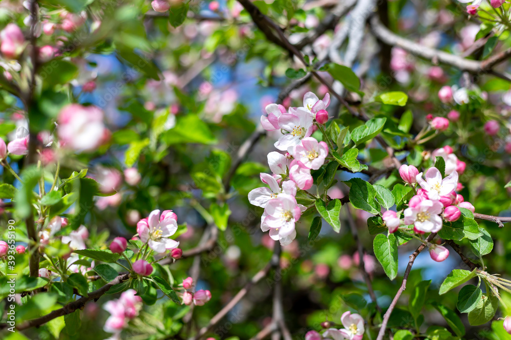 A blooming branch of apple tree in spring. Spring nature background. A blooming branch of apple tree in spring. Spring nature background.