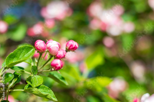 A blooming branch of apple tree in spring. Spring nature background.
