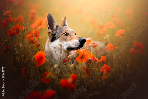 Wolf dog in a poppy field , summer, red flowers, dog, nature, golden hour © Cecilia