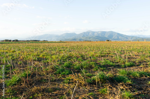 harvested sunflower field in the early sunset. agriculture scene in gerona, catalonia, spain.