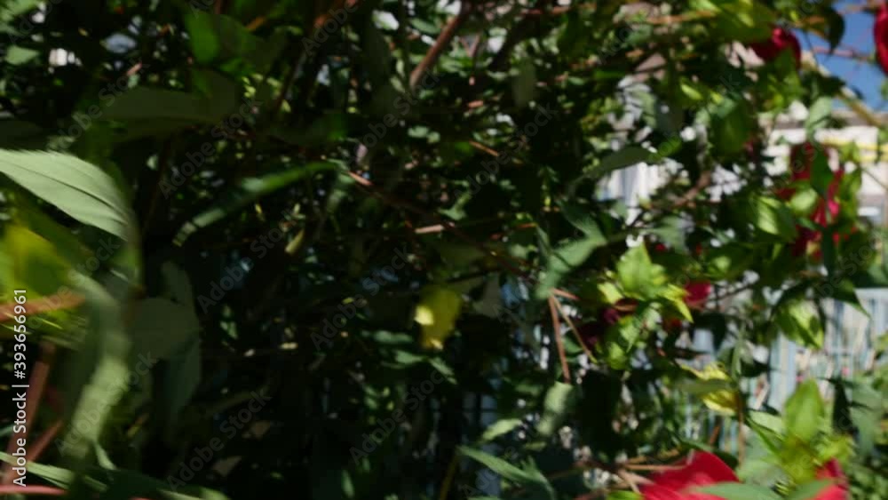 Close Up Of A Red Hibiscus Flowers Swinging In The Wind. Chinese Hibiscus Flower Blooming In Sunny Summer Day. Close Up Of A Red Hibiscus Flowers Swinging In The Wind. Chinese Hibiscus Flower Blooming In Sunny Summer Day.