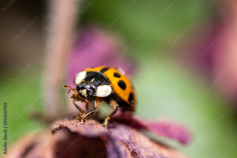 Fototapeta premium Macro photo. Small red-orange ladybug. Soft and blurred background.