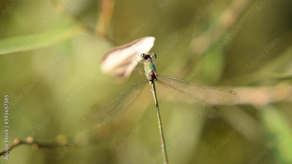 Dragonfly Close Up in Summer on Green Bamboo Beautiful, Green Dragonfly Close Up in Summer on Green Bamboo Beautiful, Green