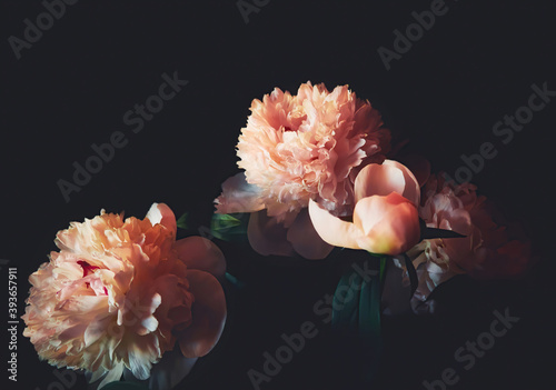 Bouquet of peonies on a dark background with soft focus. Luxury wallpaper with lush peach color peonies flowers. Decorative picture