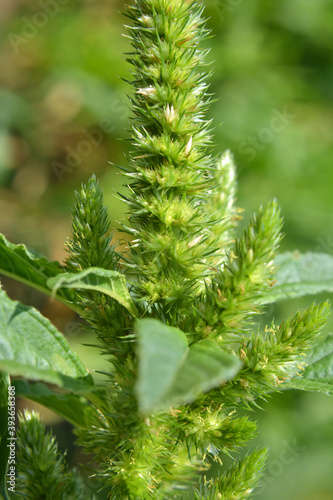 In nature, as a weed grows common amaranthus