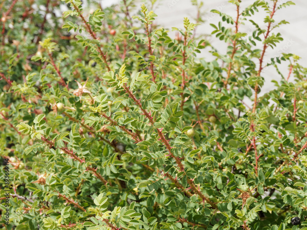 (Rosa pimpinellifolia) Bibernell-Rose. Äste besitzen eine dunkelbraune Rinde. Die Zweige besitzen eine bräunliche rötliche mit geraden Stacheln, derben, spitzen Borsten besetzt