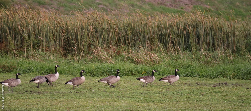 flock of geese in a field
flock of geese in a field