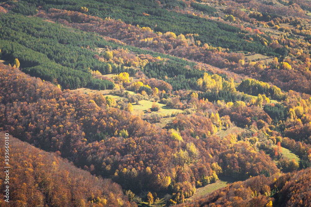 Vivid autumn colors of trees on the hill, lighten by golden, morning sunlight