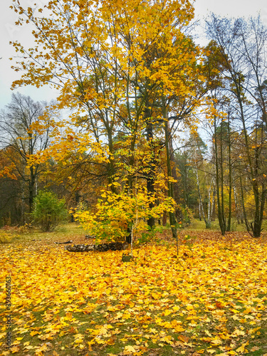 autumn leaves maple tree fo...