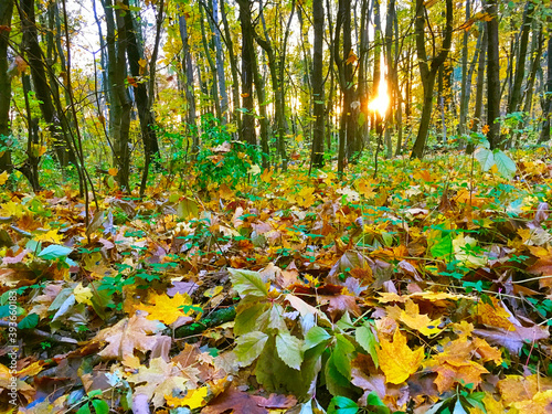 Fallen leaves ground autumn...