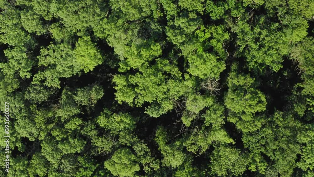 Flying over beautiful green forest, top view. Drone slowly moving forward Flying over beautiful green forest, top view. Drone slowly moving forward
