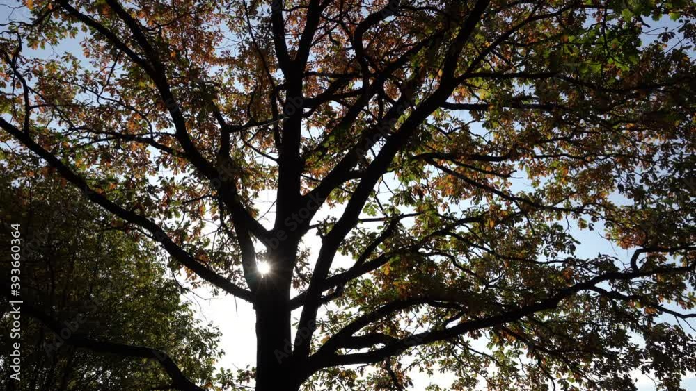 A tree with large branches in the background light. Oak with yellow leaves. A ray of sun between the branches of an oak tree. Tree branches in silhouette A tree with large branches in the background light. Oak with yellow leaves. A ray of sun between the branches of an oak tree. Tree branches in silhouette