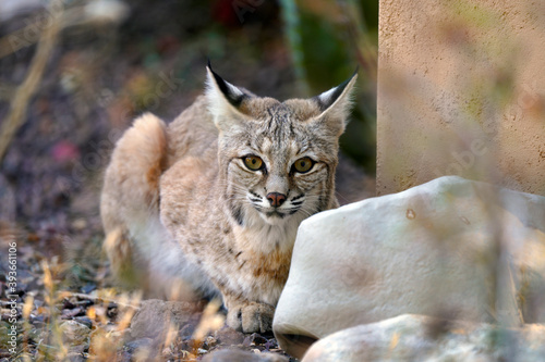 Bobcat croching behind a rock
