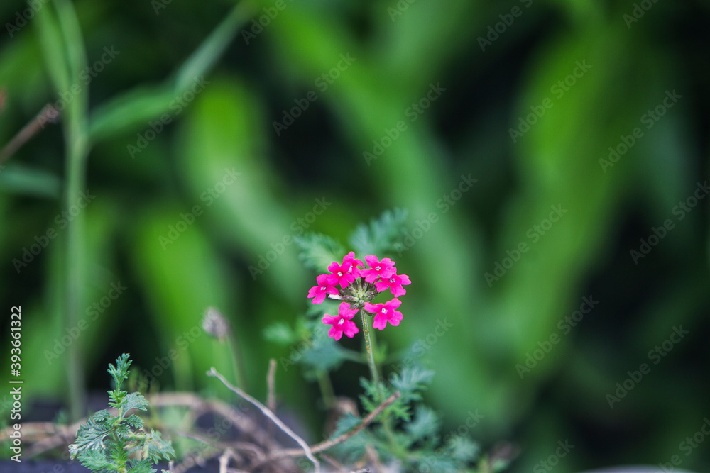 Fototapeta premium Folha rosa no jardim
