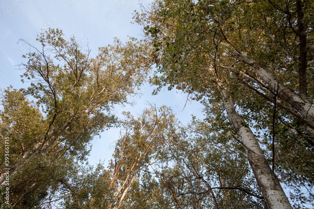 Obraz premium Natural Landscape with Big Trees