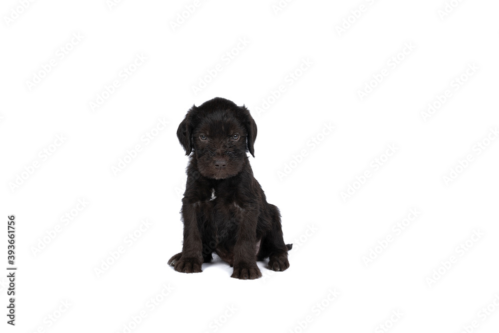 Fototapeta premium Czech pointer dog or Bohemian wire dog named Cesky fousek eight - week puppy isolated on white