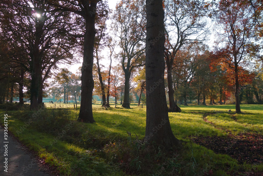 Fototapeta premium Eine ländliche Landschaft. Das Land ist durch Baumreihen getrennt. Meistens Eiche und Birke. Einige Gebiete werden für die Tierhaltung genutzt, andere für den Anbau von Viehfutter. Weide