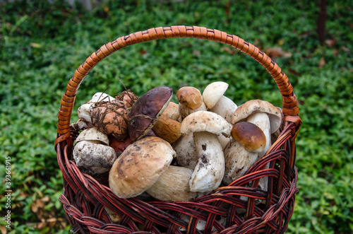 porcini mushrooms in a basket