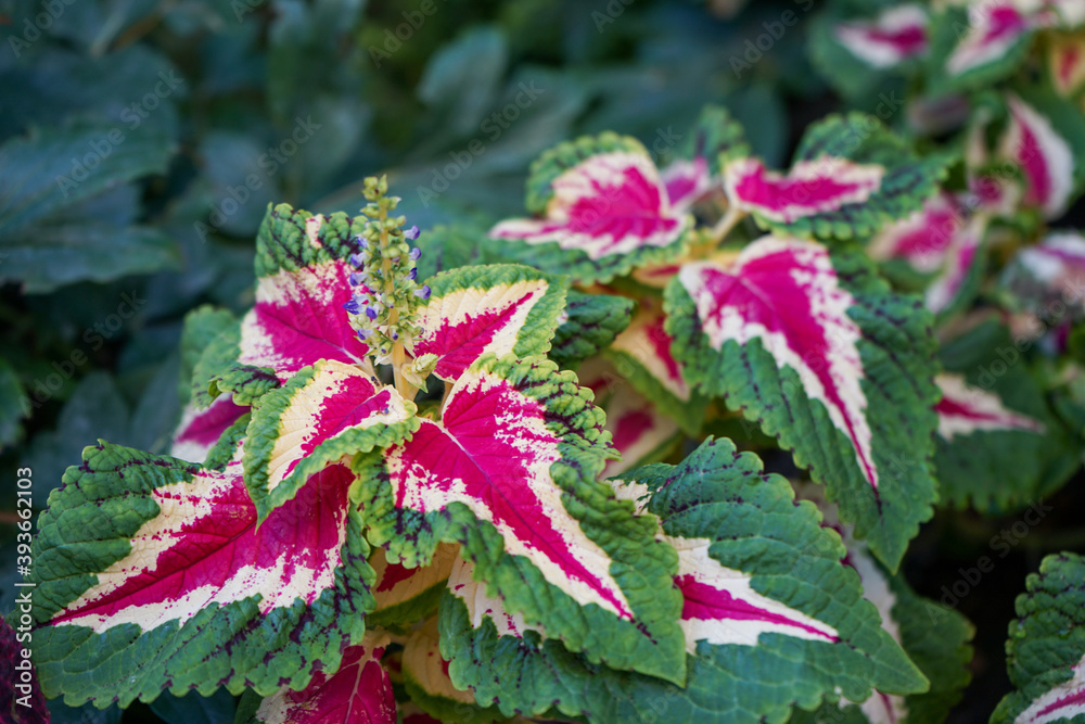 Coleus plant with colored green and purple hues, pink patterns, textured edges Coleus plant with colored green and purple hues, pink patterns, textured edges