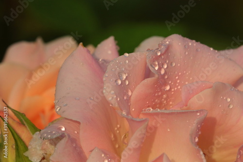 
Dew drops on the petals of a pink rose.