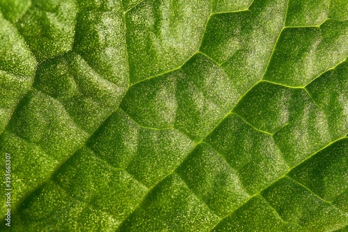 leaf, green, nature, plant, macro, texture, pattern, closeup, tree, botany, leaves, detail, fresh, structure, flora, natural, spring, garden, life, textured, bright, bark, abstraction, rough, forest ,