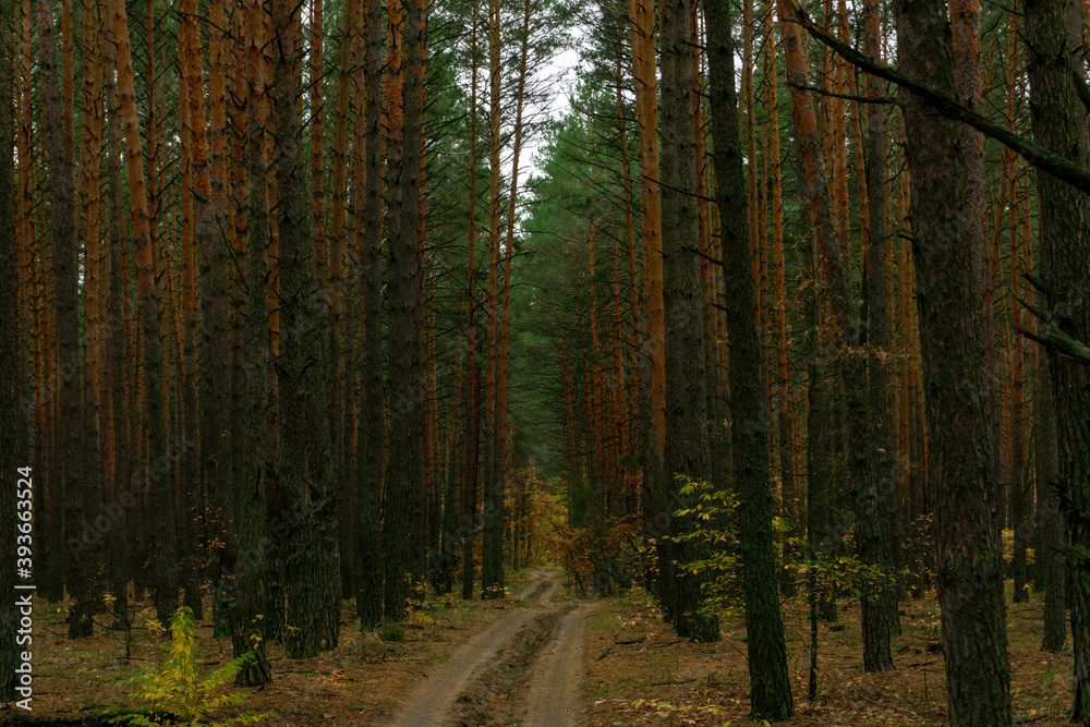 Fototapeta premium autumn in the pine forest