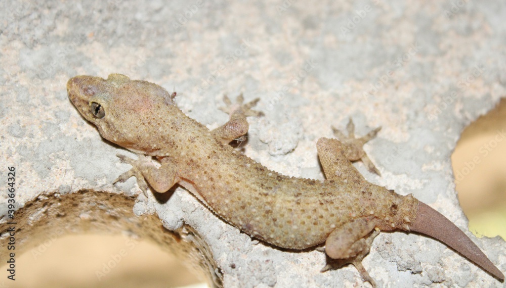 Naklejka premium common house gecko (Hemidactylus frenatus) sitting on the outdoor sky light.