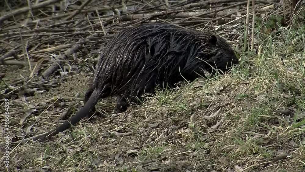 Ein nasses, Gras fressendes Nutria (Nahaufnahme, Atmo)