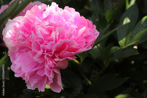 macro photography of peony, beautiful peony, pink peony