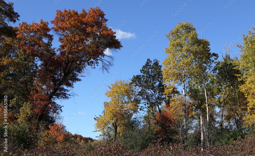 autumn trees in the forest autumn trees in the forest