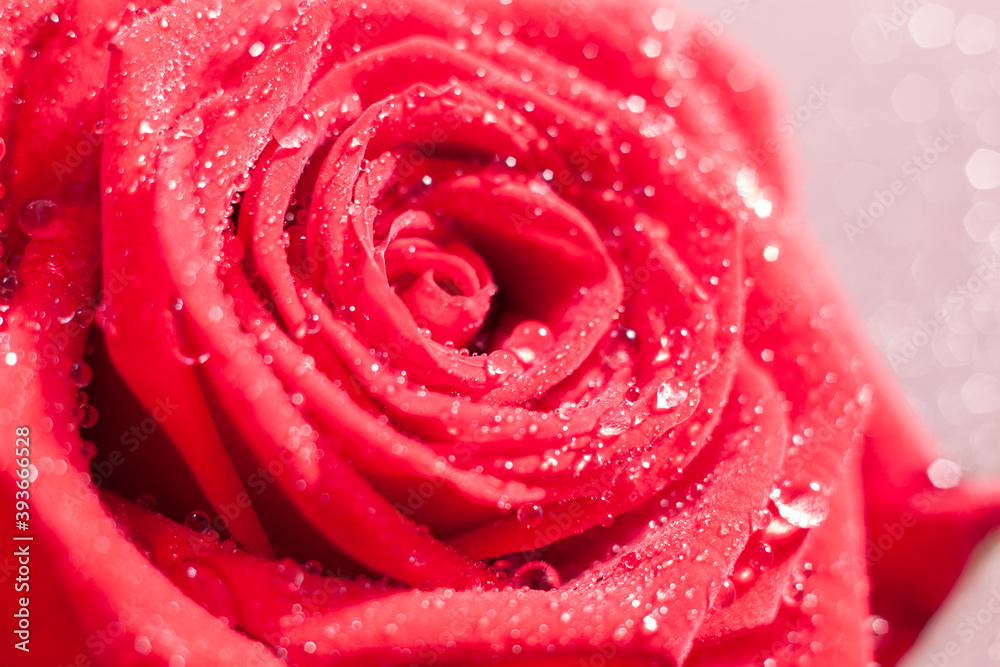 Macro close-up photo of a beautiful red rose with drops of water on petals