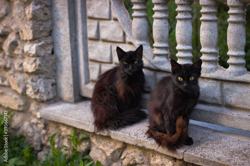 Two black cats sitting on a stone fence