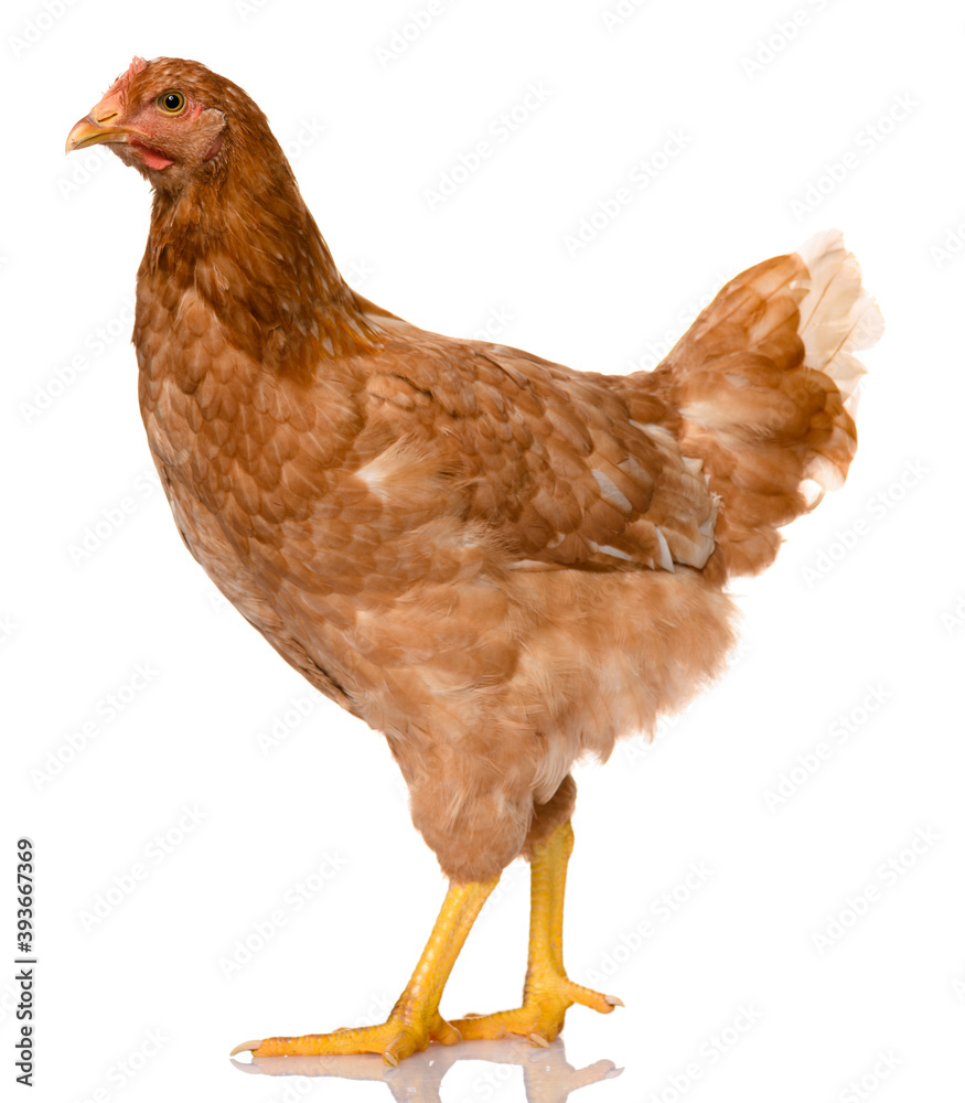 Fototapeta premium one brown chicken isolated on white background, studio shoot