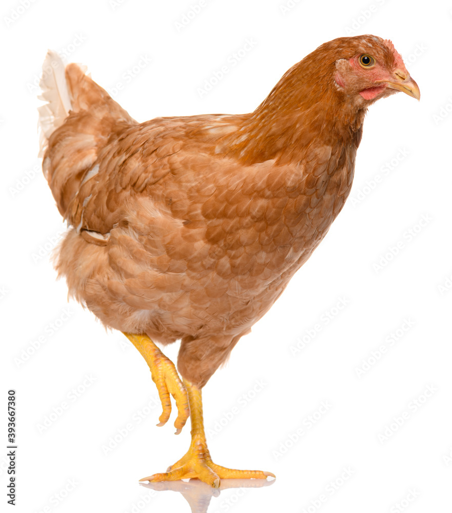 Fototapeta premium one brown walking chicken isolated on white background, studio shoot