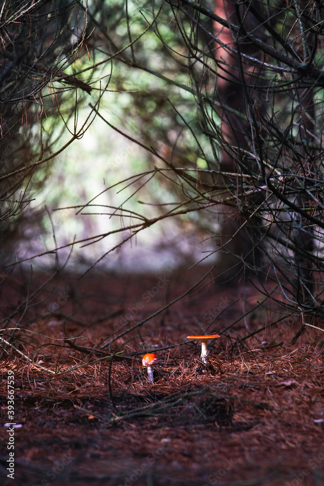 Obraz premium Red beautiful mushrooms of fly agaric among the fallen leaves and coniferous pine needles in the forest in autumn on a Sunny day. Inedible dangerous mushrooms.