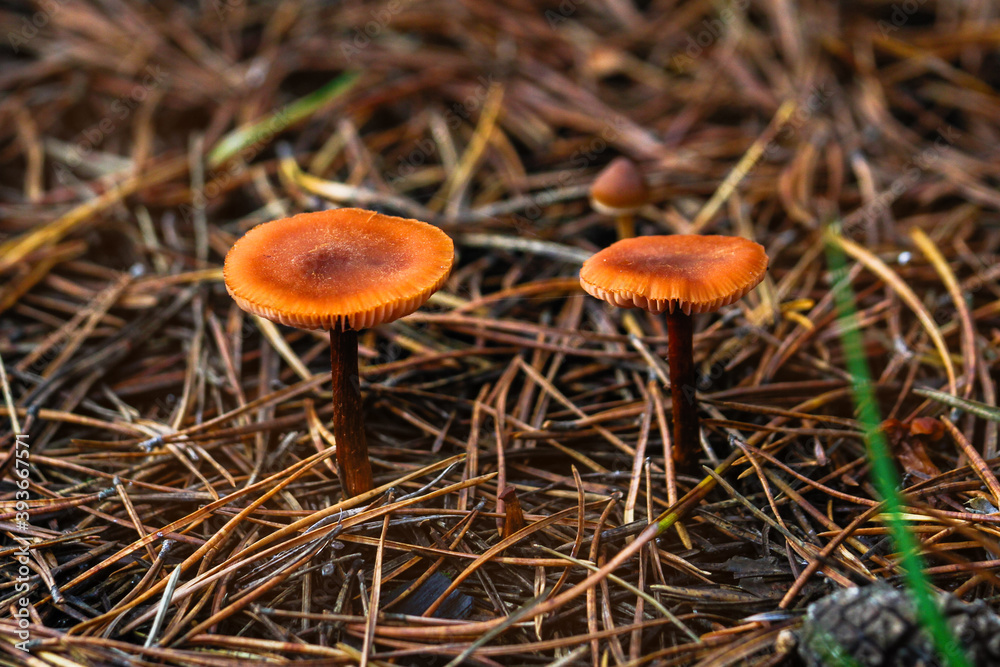 Mushrooms among fallen leaves and coniferous pine needles in the forest in autumn on a Sunny day. Mushrooms among fallen leaves and coniferous pine needles in the forest in autumn on a Sunny day.