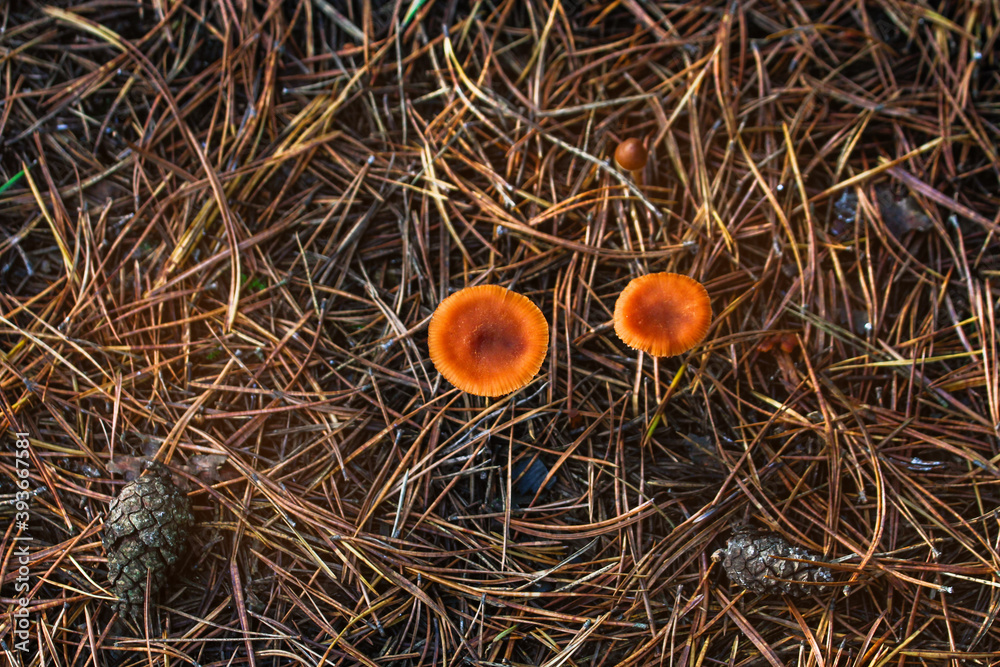 Mushrooms among fallen leaves and coniferous pine needles in the forest in autumn on a Sunny day. Mushrooms among fallen leaves and coniferous pine needles in the forest in autumn on a Sunny day.