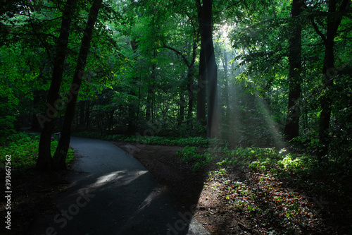 Light shining through the foliage of a forest in the morning with a path leading through the woods, symbolizing hope and a new beginning