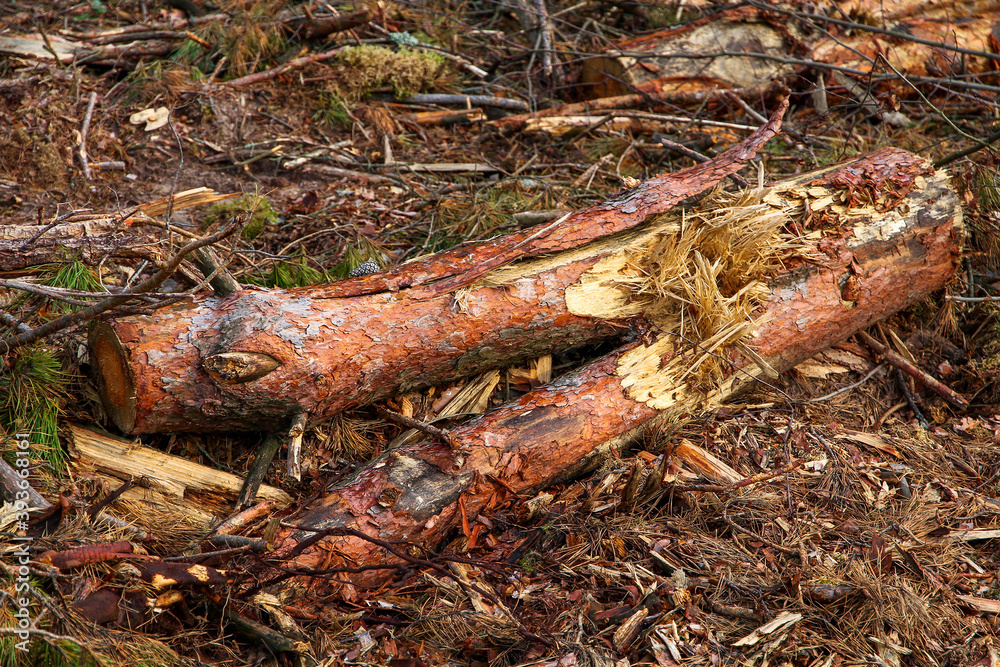 Cutting down trees in the forest by man. Scattered trees of logs of wood chips or branch. Harvesting of lumber and logs. Fight against bark beetles. Cutting down trees in the forest by man. Scattered trees of logs of wood chips or branch. Harvesting of lumber and logs. Fight against bark beetles.