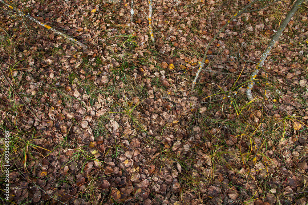 Autumn forest dry leaves lie on the ground in the forest in autumn. The view from the top. Autumn forest dry leaves lie on the ground in the forest in autumn. The view from the top.