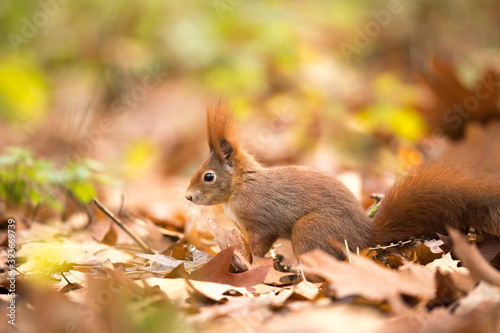 Squirrel in the autumn park sunshine with autumn colors photo