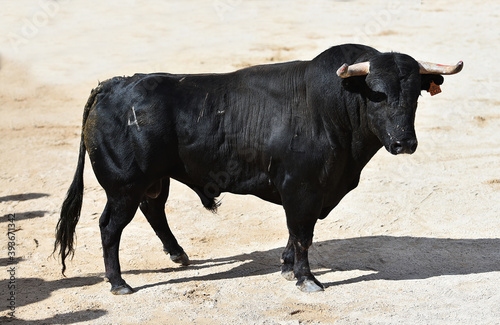 toro bravo español corriendo en una plaza de toros
