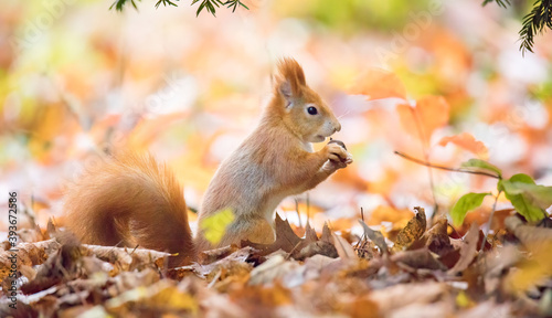 Squirrel in the autumn park sunshine with autumn colors photo